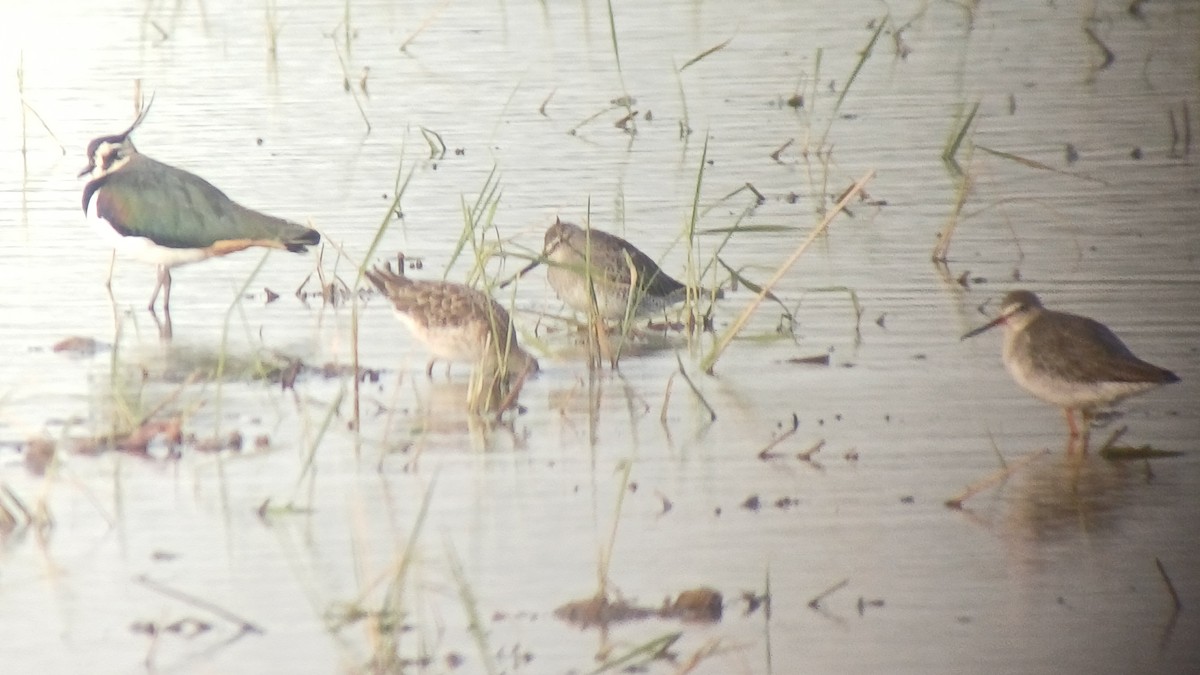 Long-billed Dowitcher - ML644547264