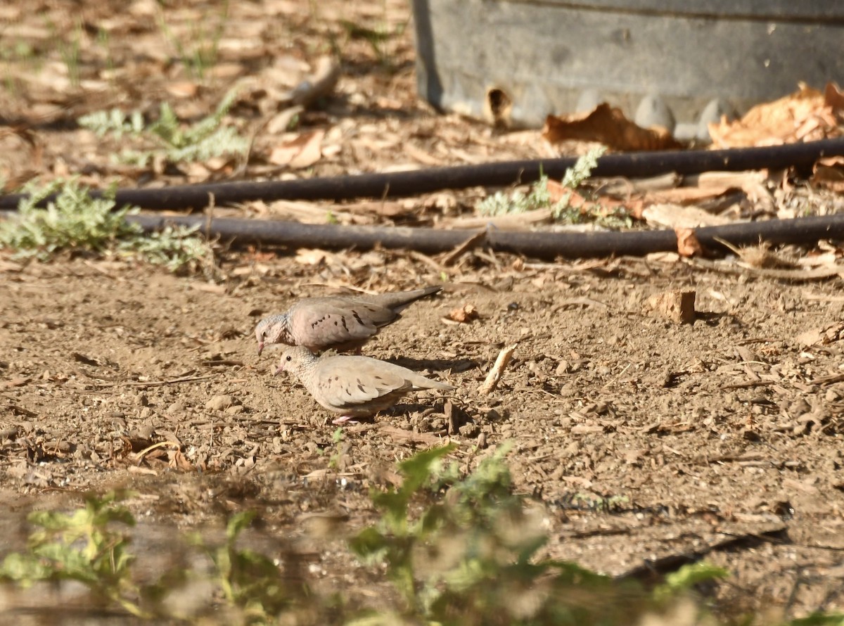 Common Ground Dove - ML644547266