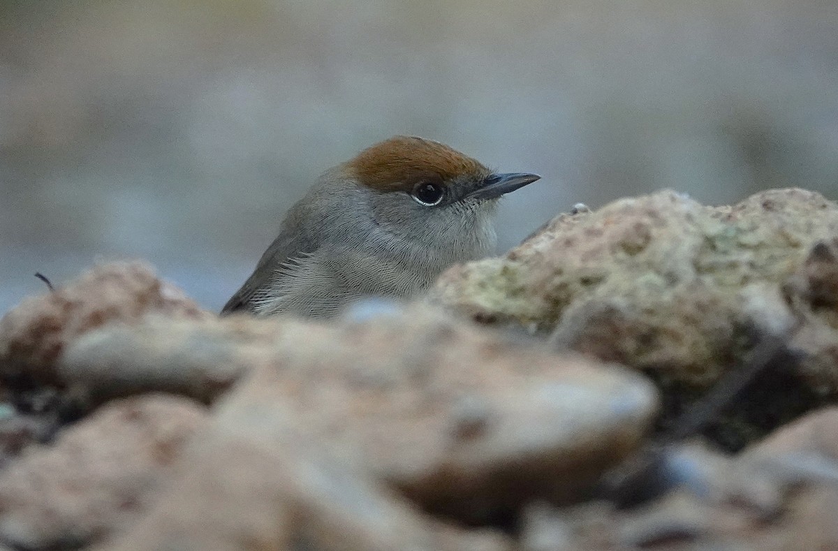 Txinbo kaskabeltza - ML644547268