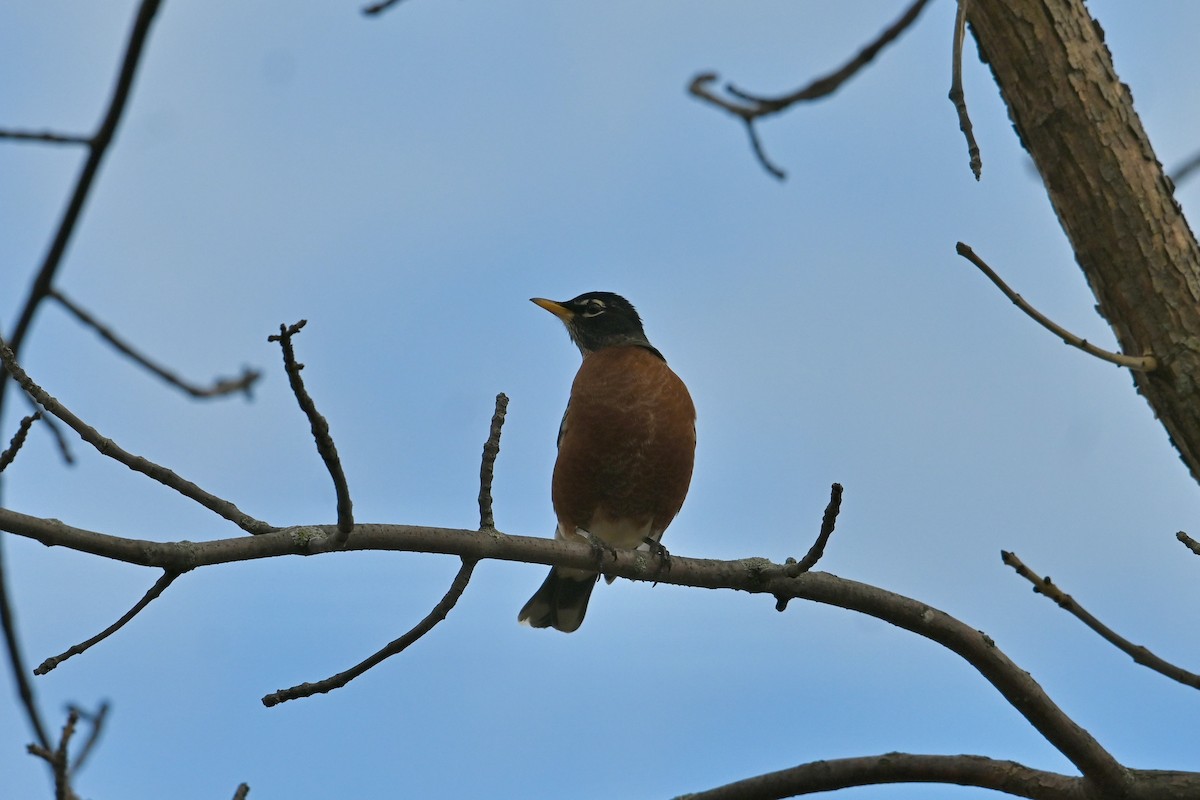 קיכלי נודד - ML644547269