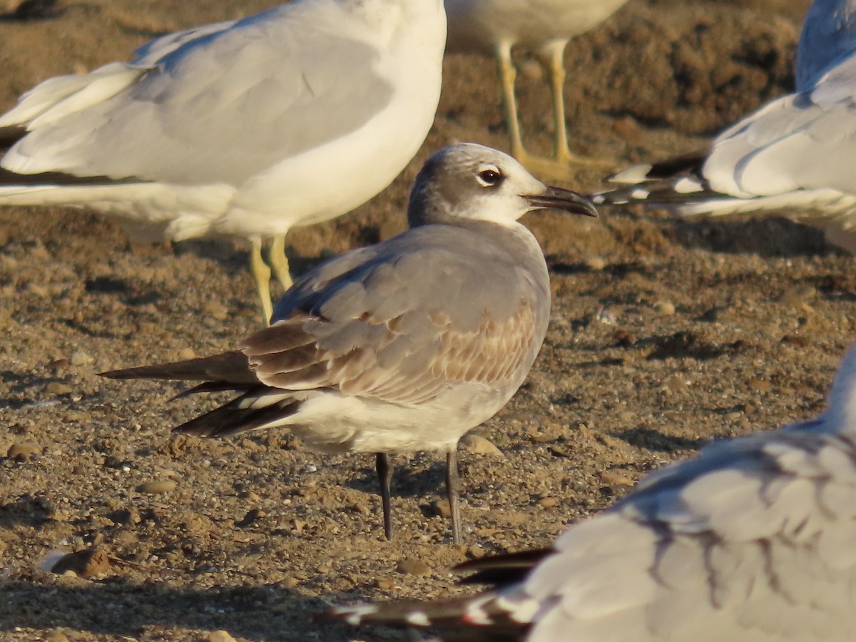 Laughing Gull - ML644547285