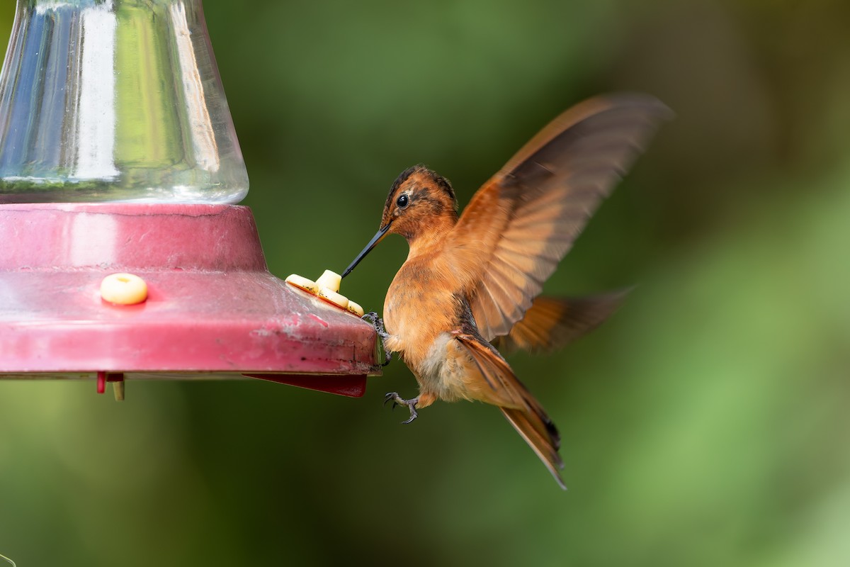 Shining Sunbeam - ML644547290