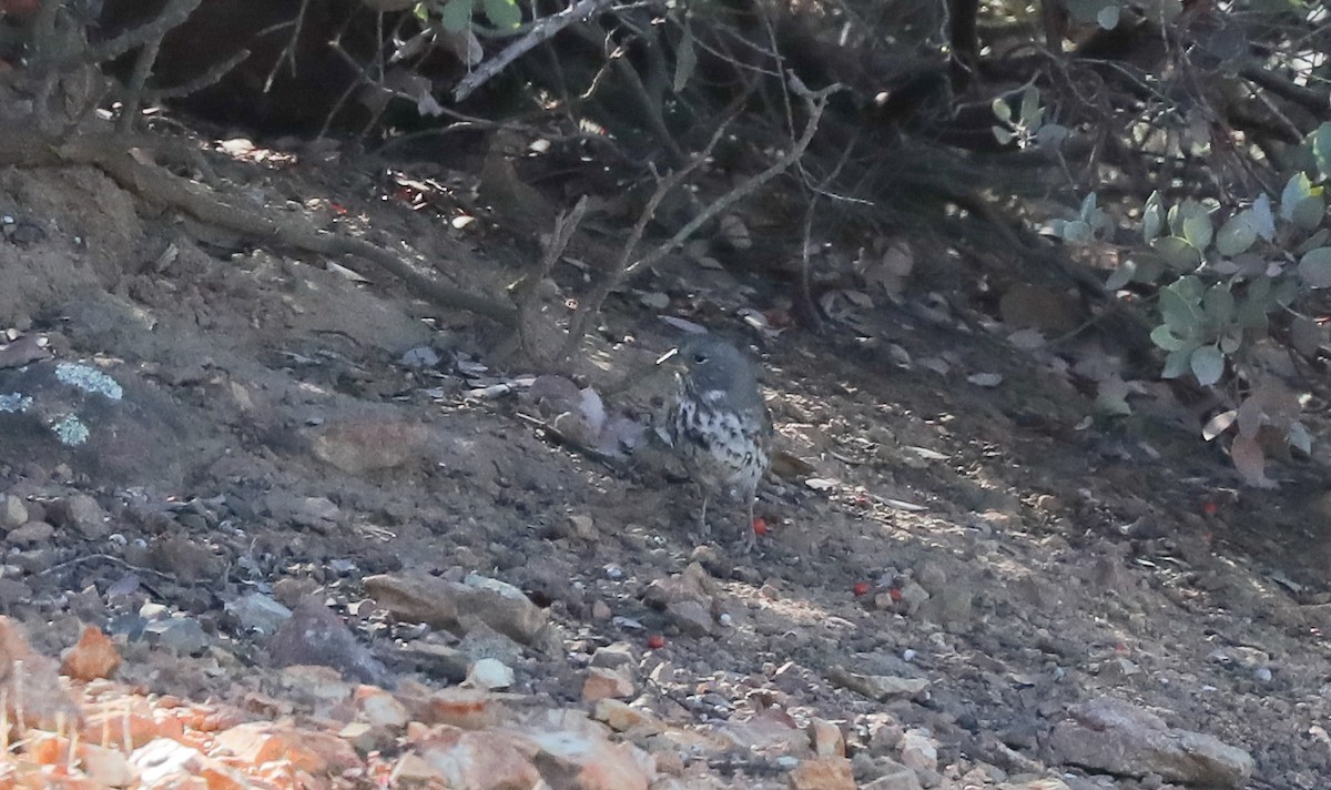 Fox Sparrow - ML644547301