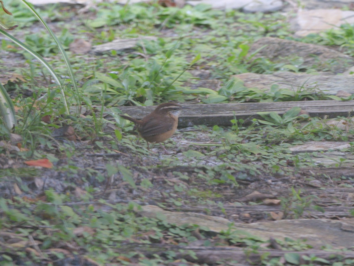 Carolina Wren - ML644547302