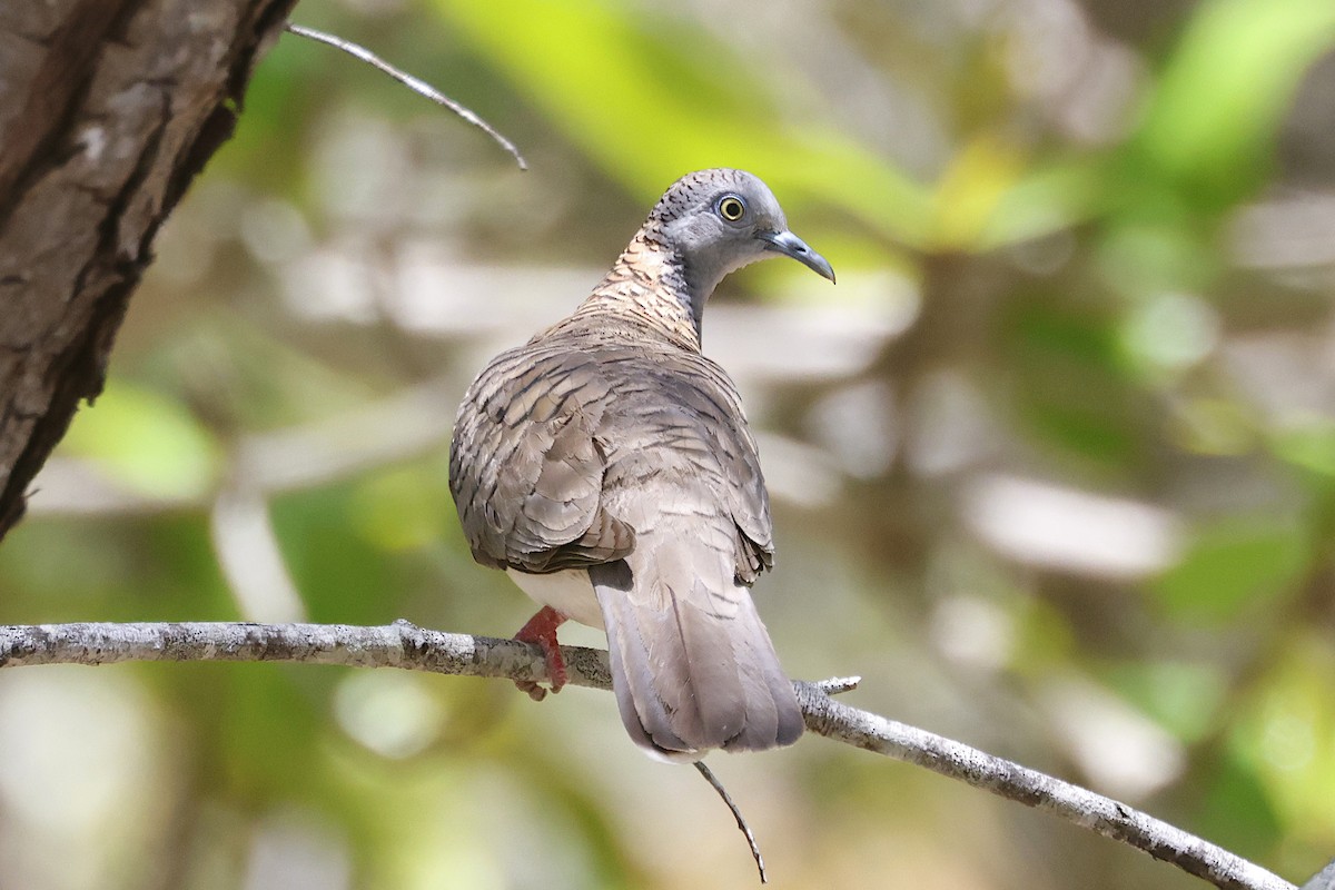 Bar-shouldered Dove - ML644547306