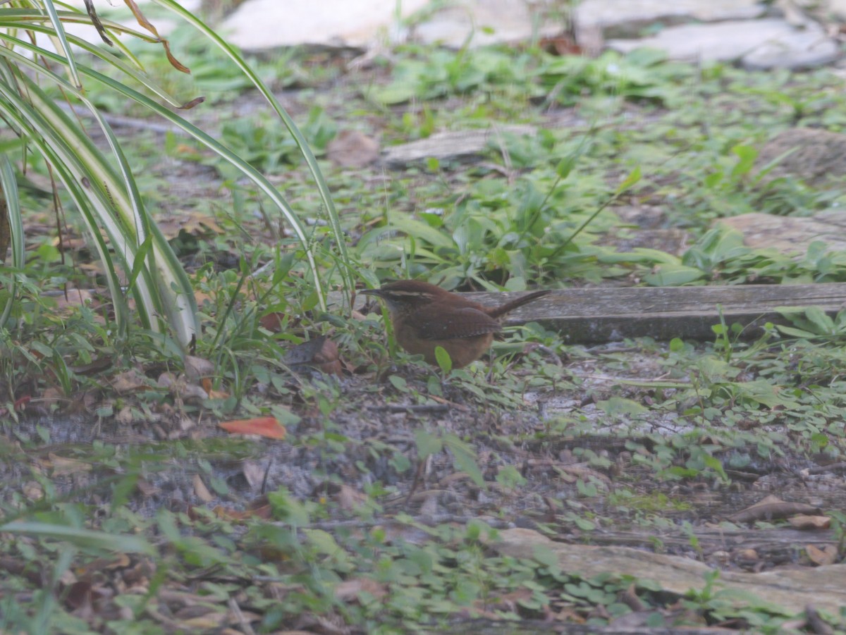 Carolina Wren - ML644547307