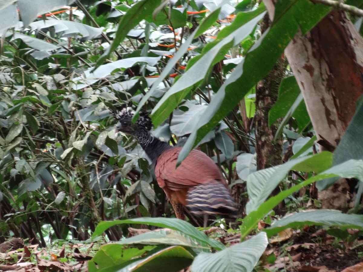 Great Curassow - ML644547311