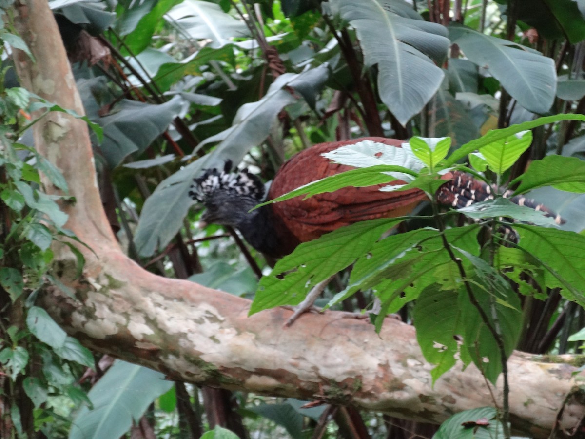 Great Curassow - ML644547313