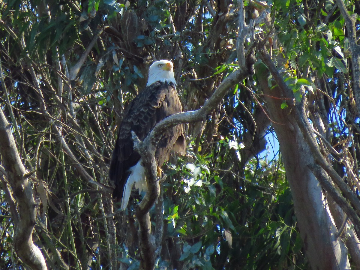 Itsas arrano buruzuria - ML644547314