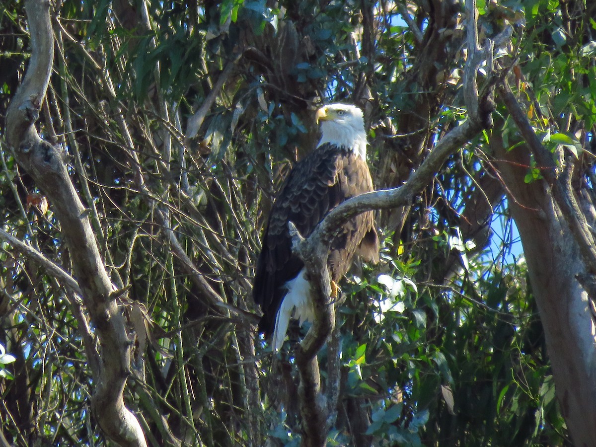 Itsas arrano buruzuria - ML644547315