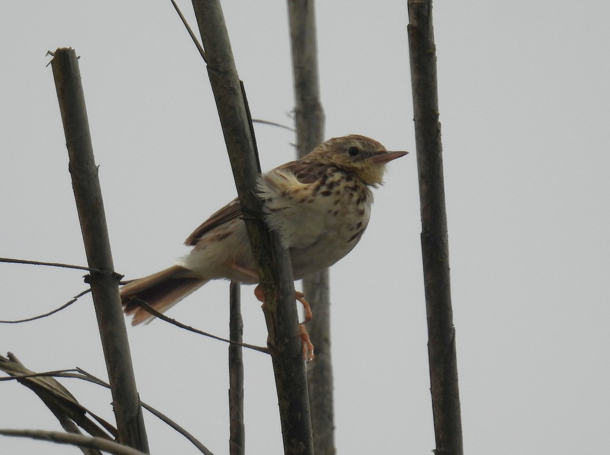 Peruvian Pipit - ML644547318