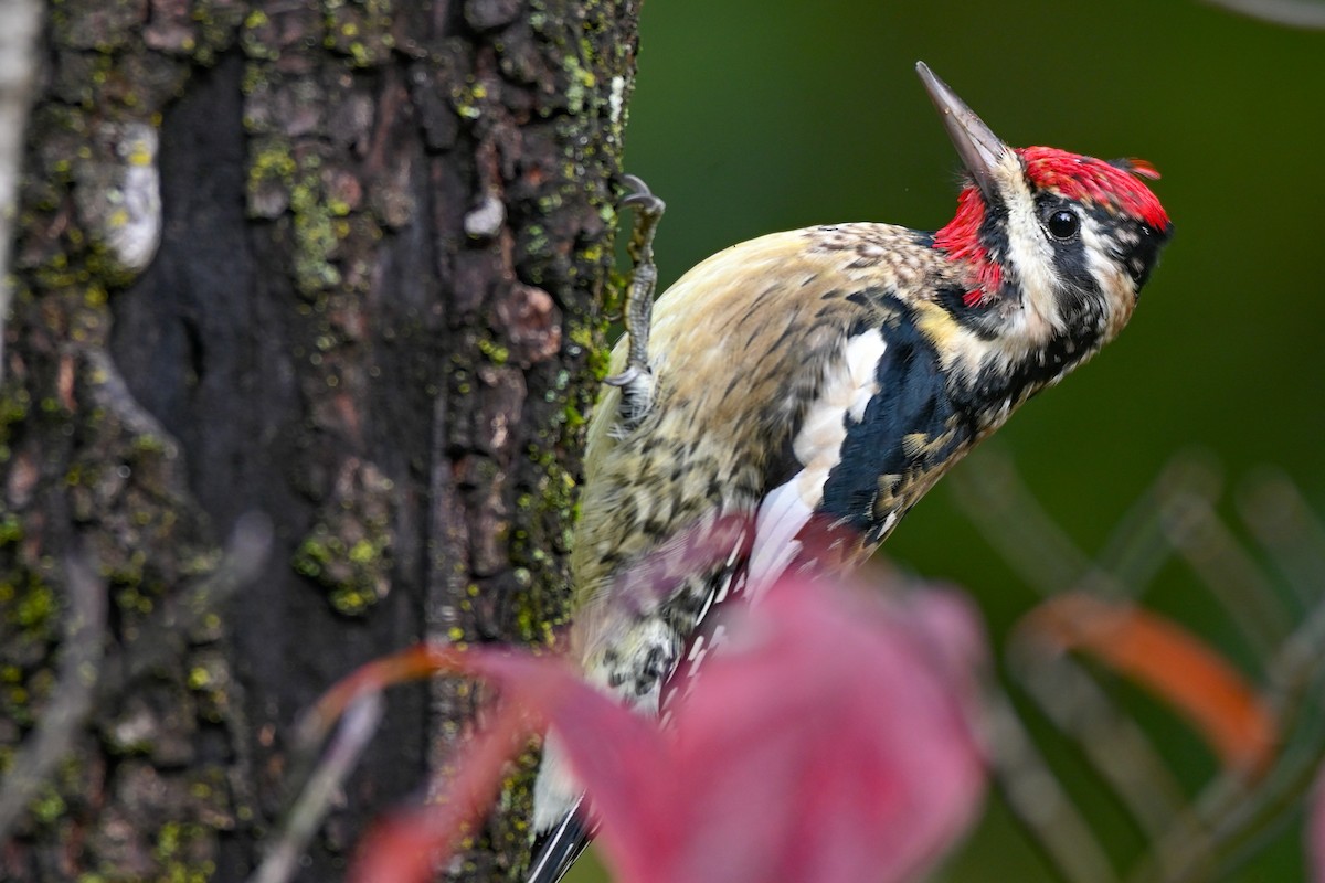 Yellow-bellied Sapsucker - ML644547319