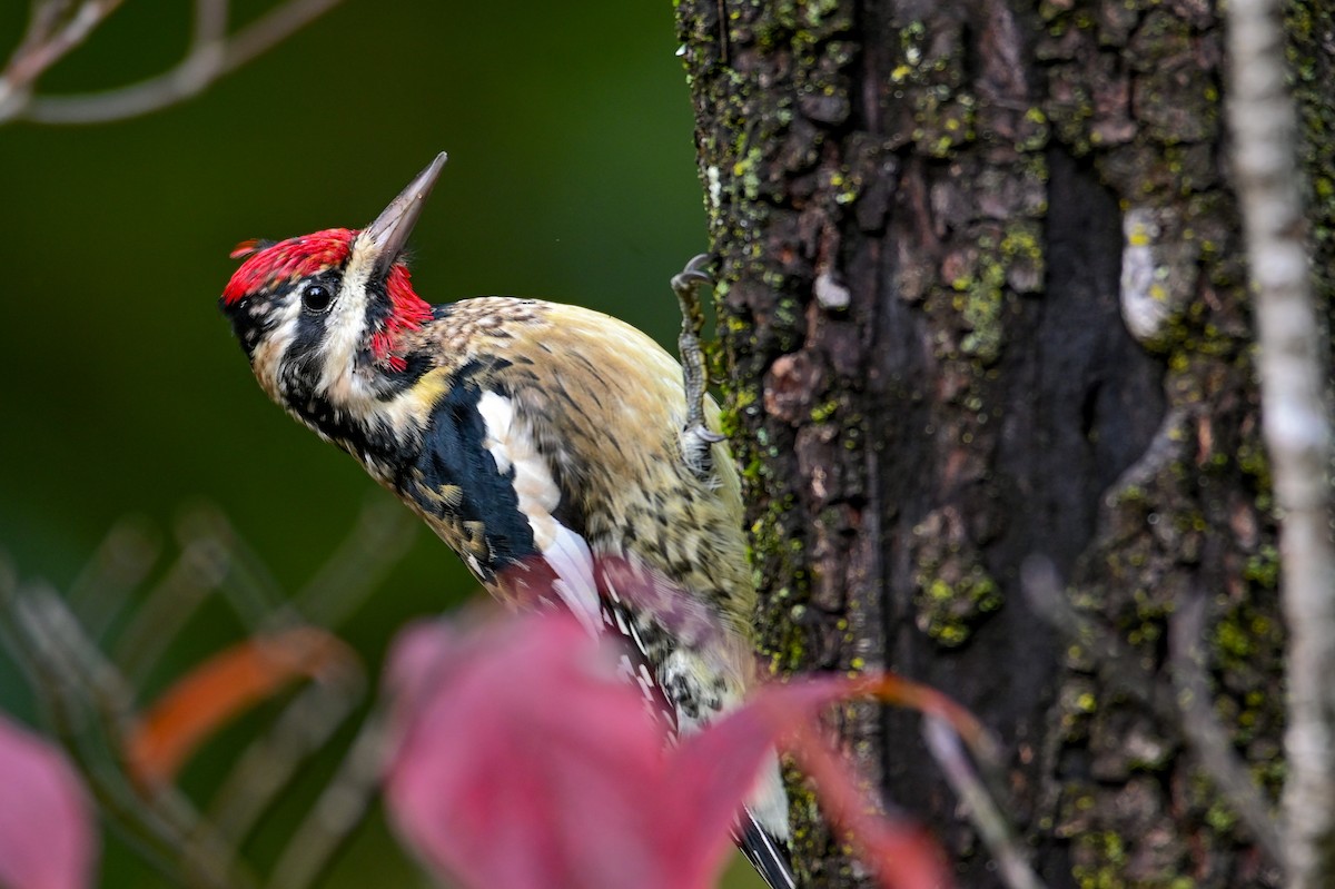 Yellow-bellied Sapsucker - ML644547320