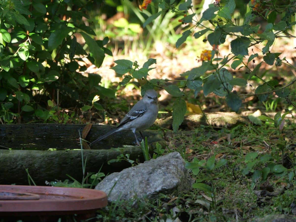 Northern Mockingbird - ML644547322
