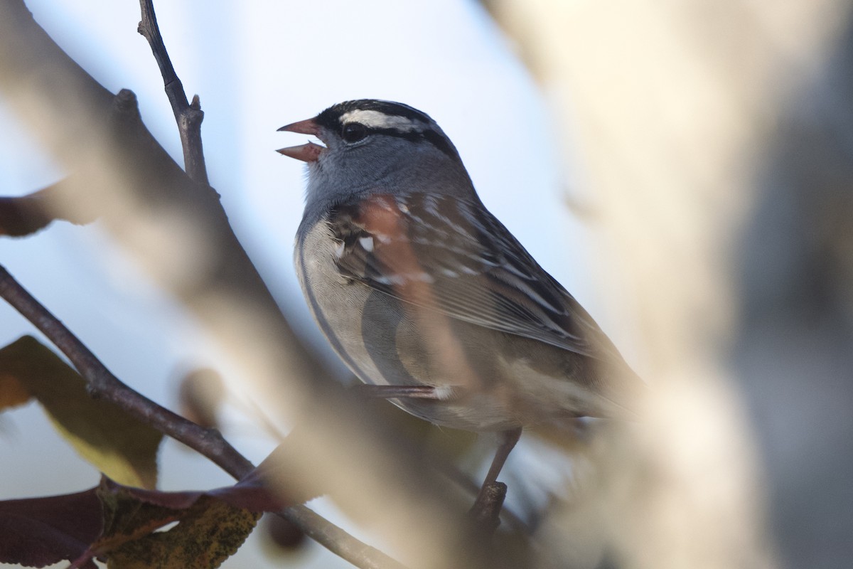 White-crowned Sparrow - ML644547323
