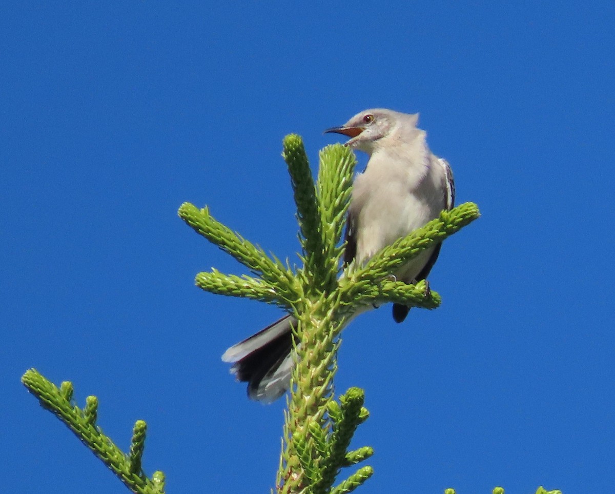 Northern Mockingbird - ML644547324