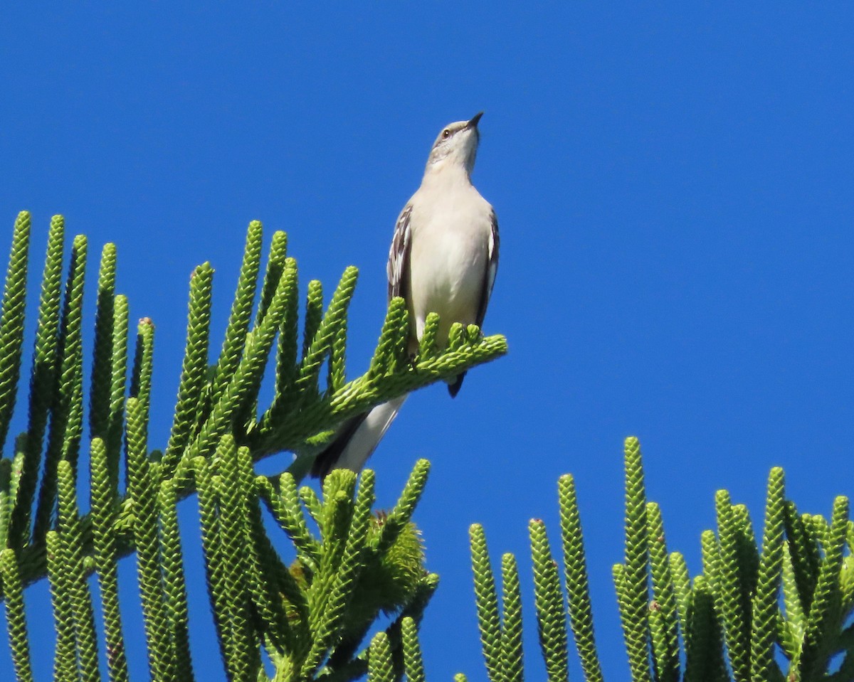 Northern Mockingbird - ML644547325