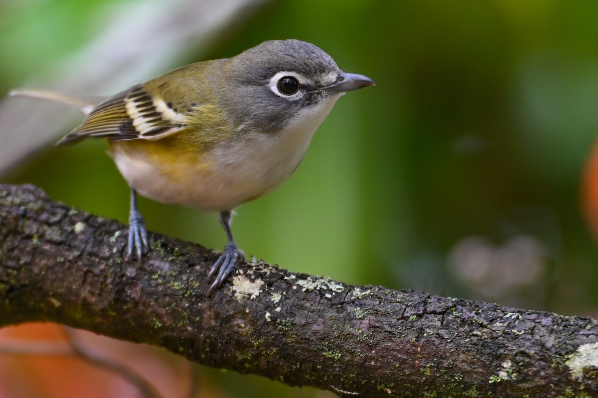 Bireo buru-urdina - ML644547326