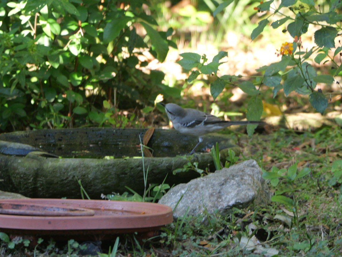 Northern Mockingbird - ML644547328
