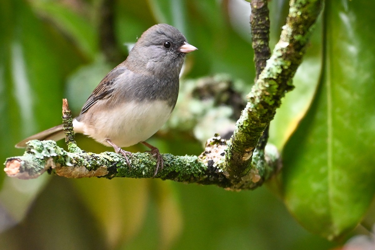 Dark-eyed Junco (Slate-colored) - ML644547329