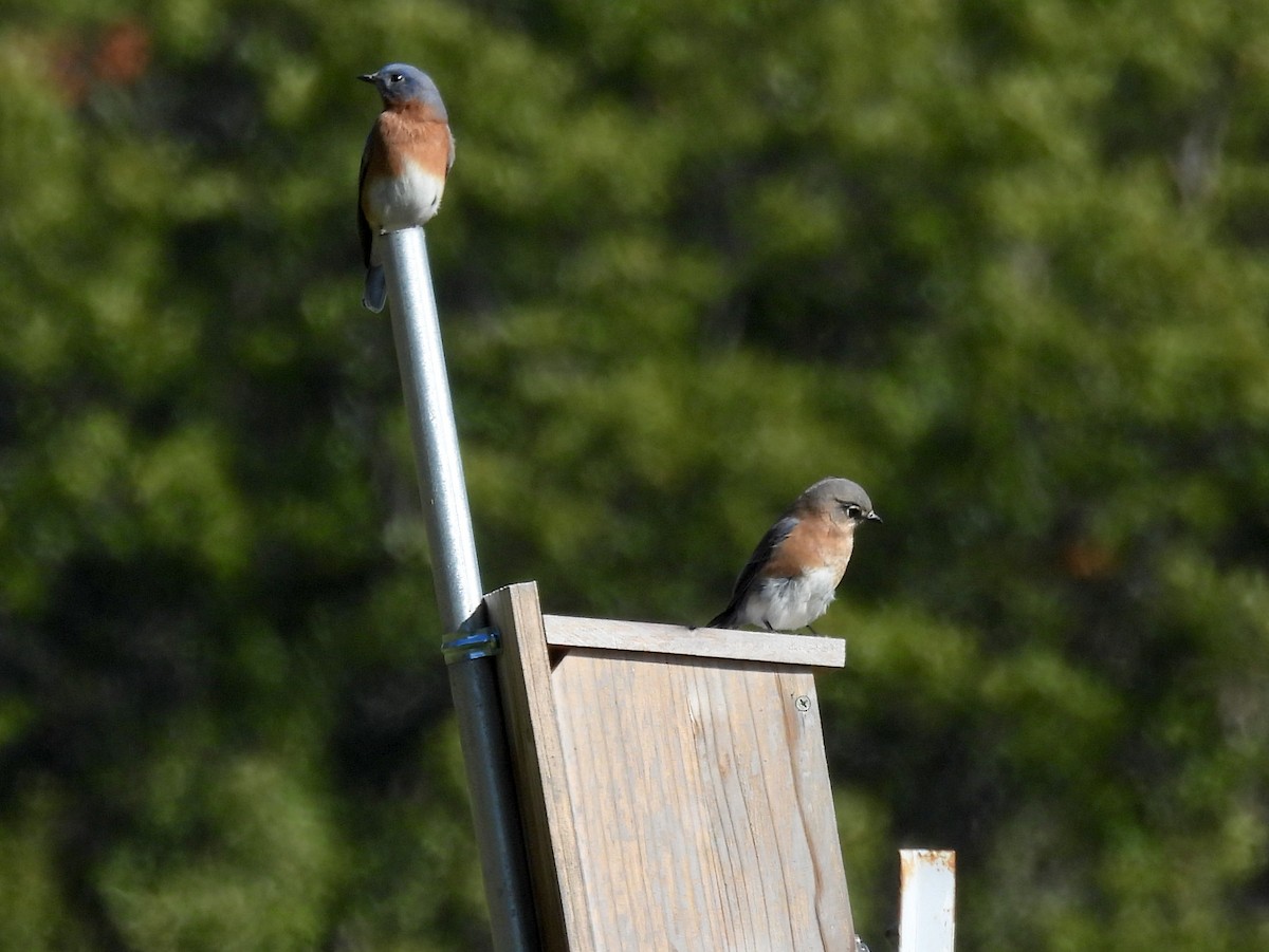 Eastern Bluebird - ML644547333
