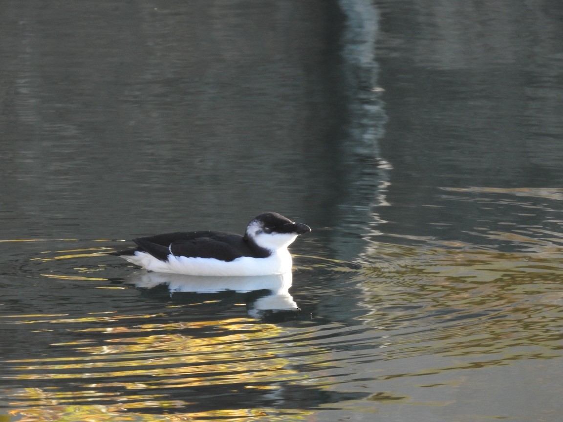 Razorbill - ML644547336