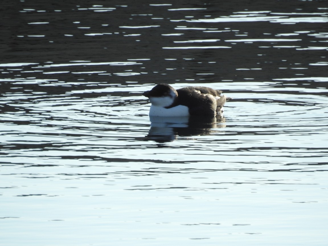 Razorbill - ML644547337