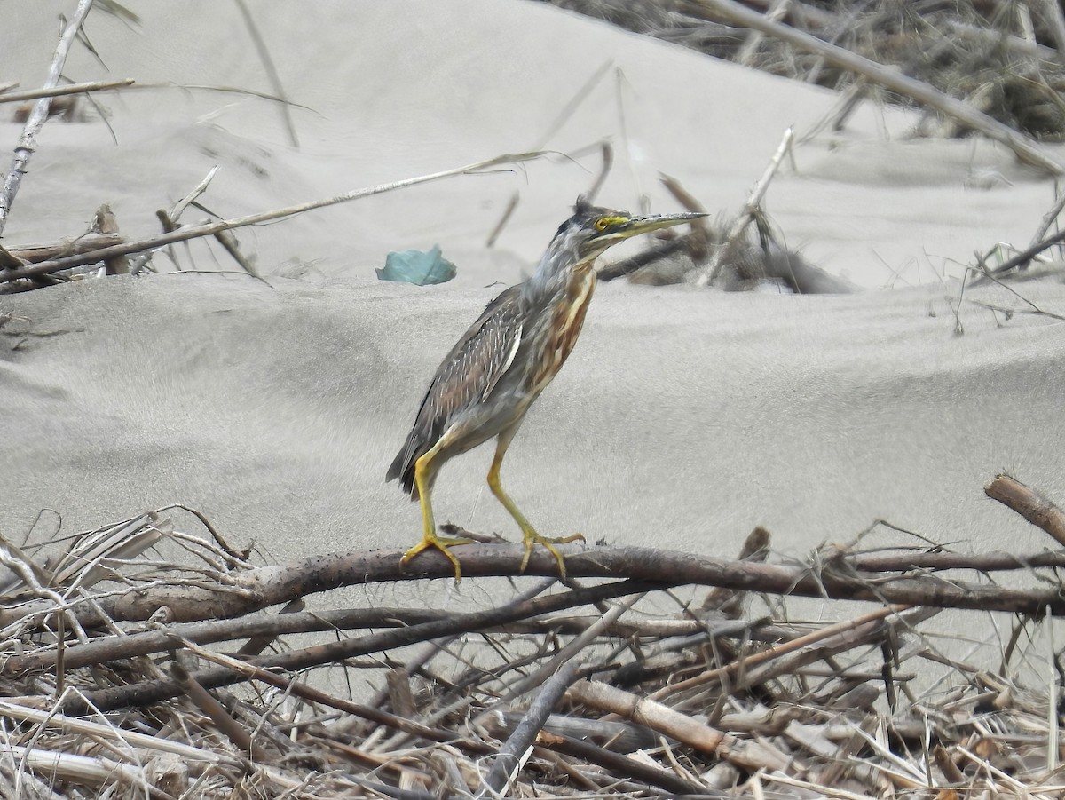 prakthegre - ML644547338