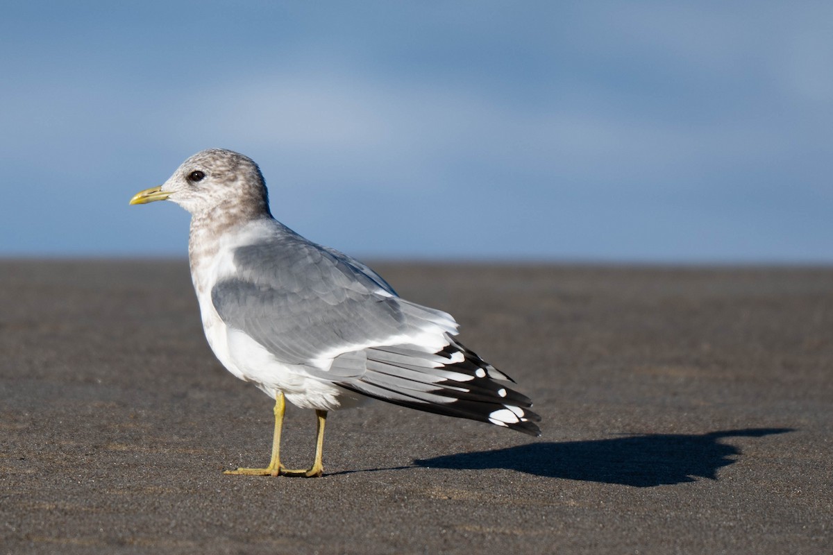 Short-billed Gull - ML644547339