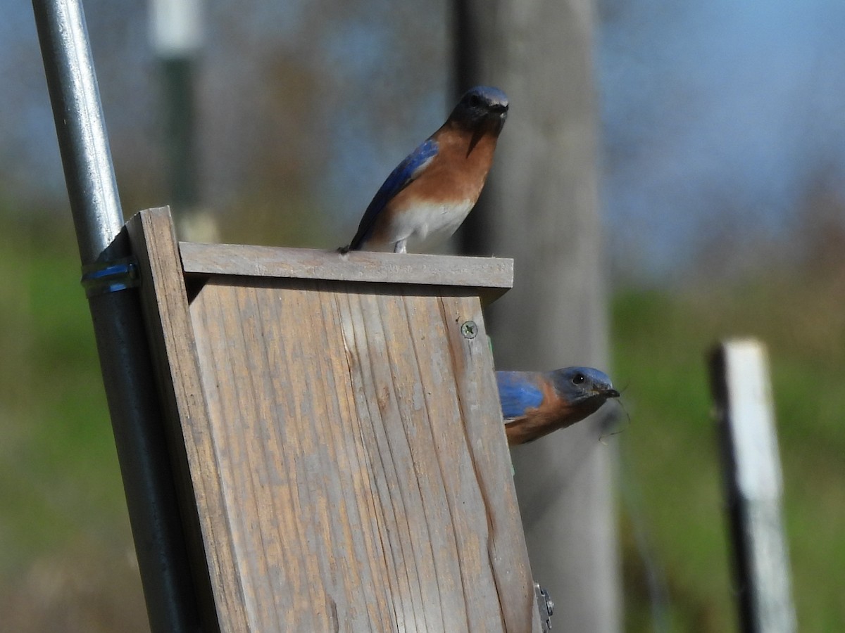 Eastern Bluebird - ML644547340