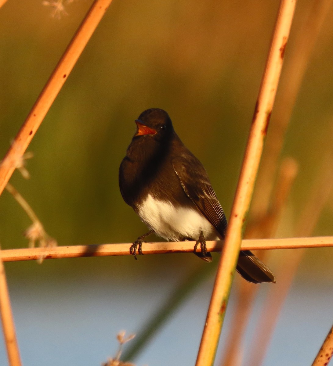 Black Phoebe - ML644547357