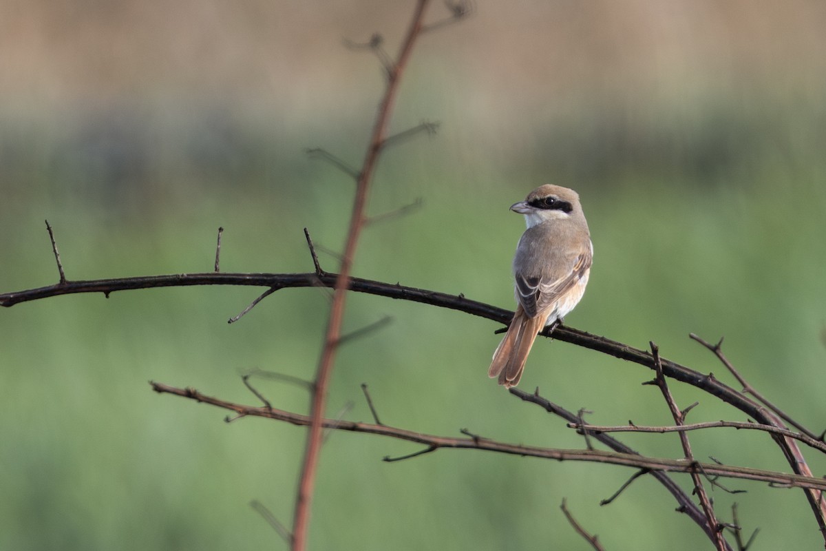 Red-tailed Shrike - ML644547361