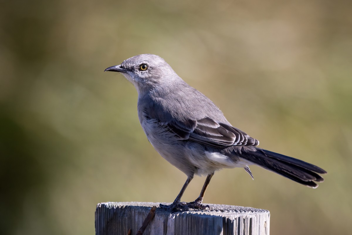 Northern Mockingbird - ML644547368