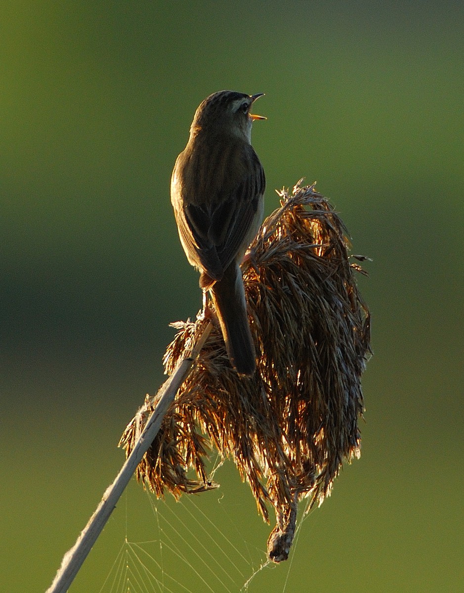 スゲヨシキリ - ML644547369