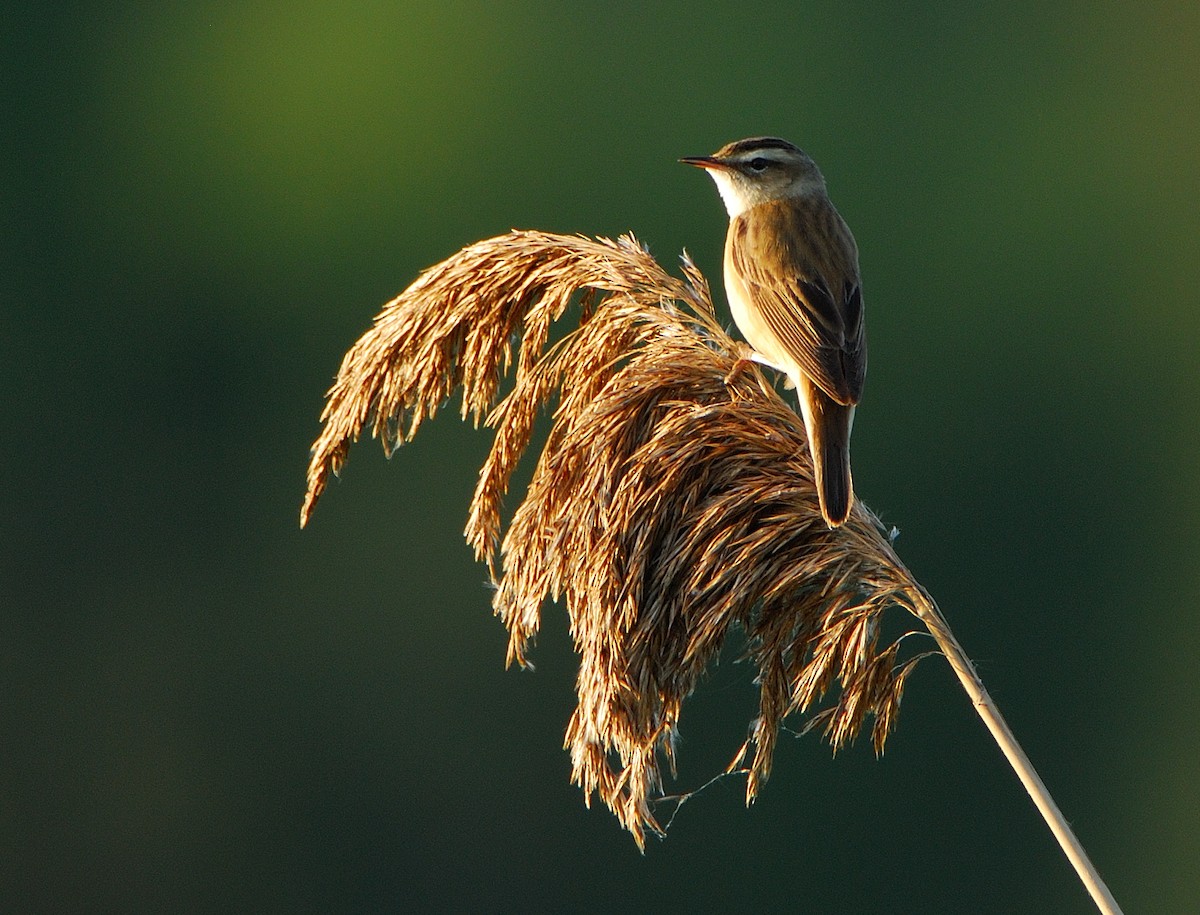 スゲヨシキリ - ML644547370
