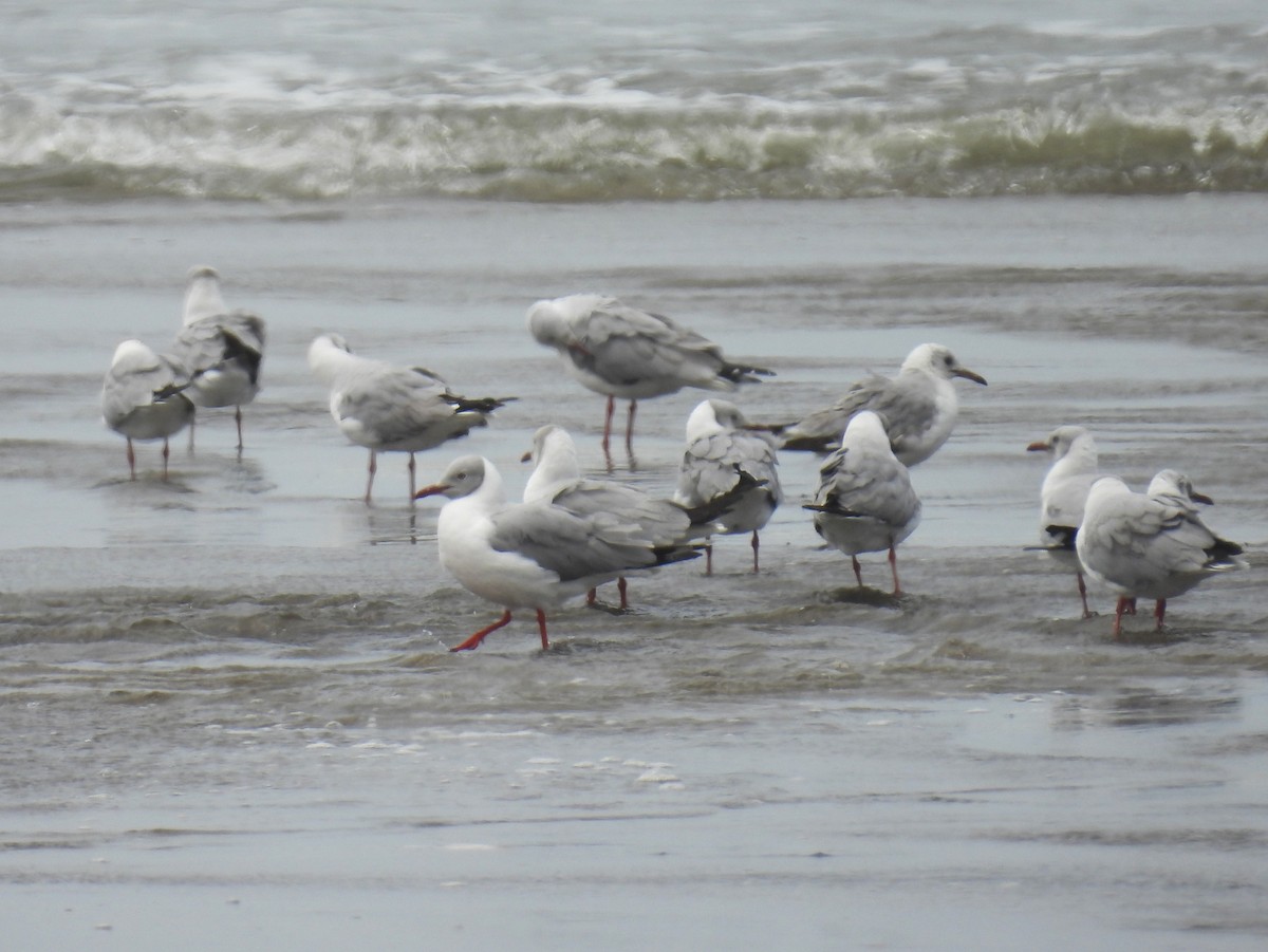 franklinmåke - ML644547380