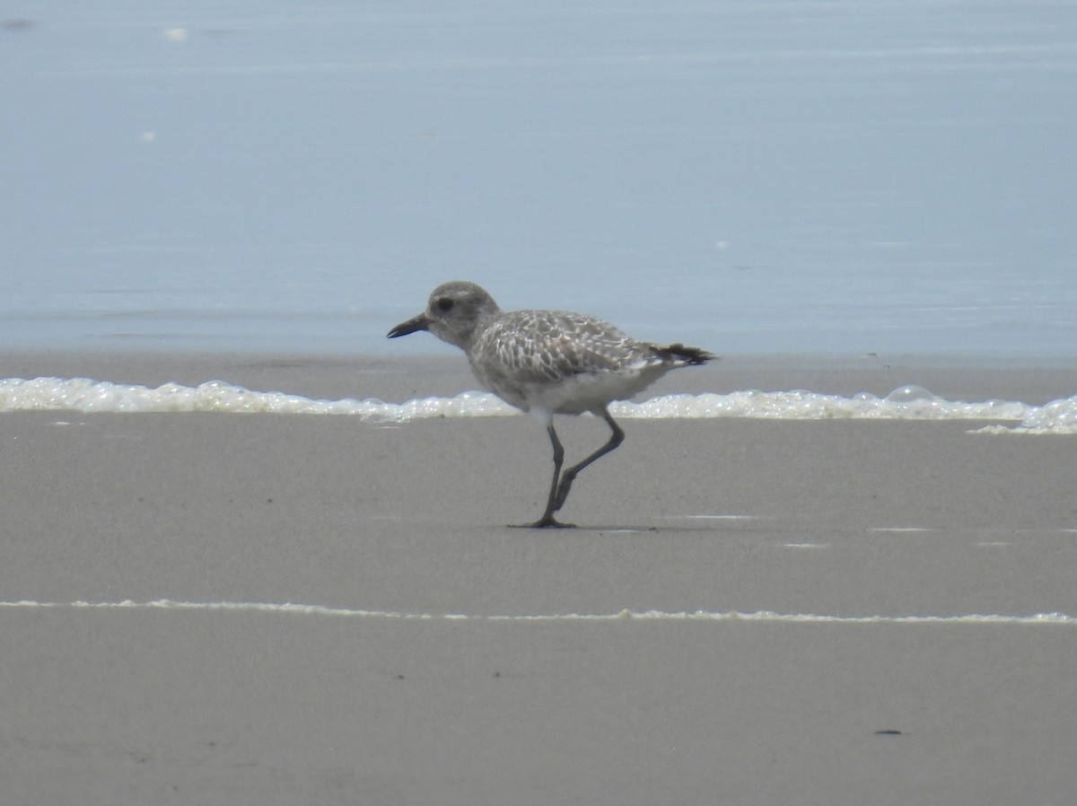 tundralo - ML644547388