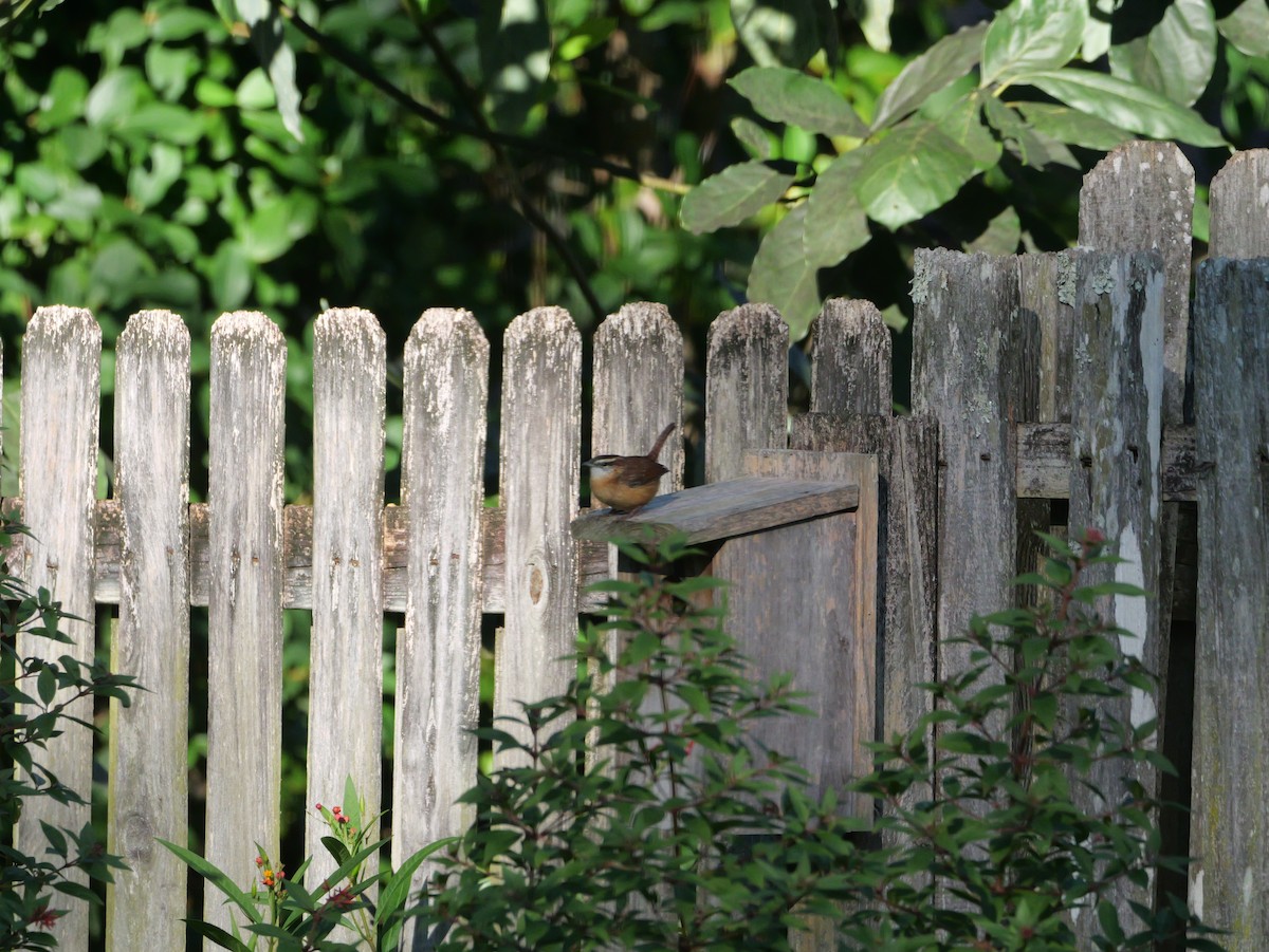 Carolina Wren - ML644547397