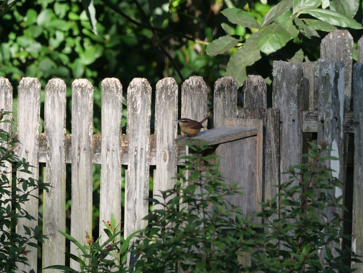 Carolina Wren - ML644547398