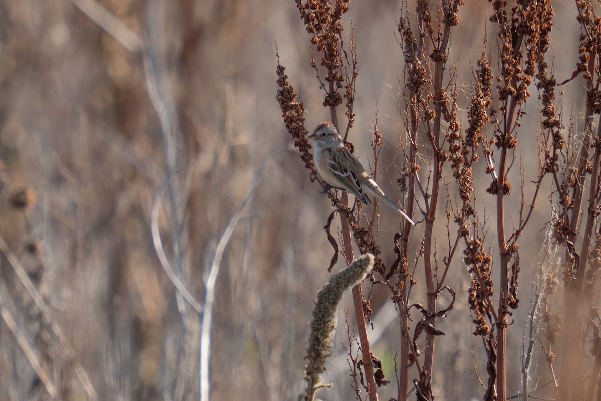 ムナフヒメドリ - ML644547410