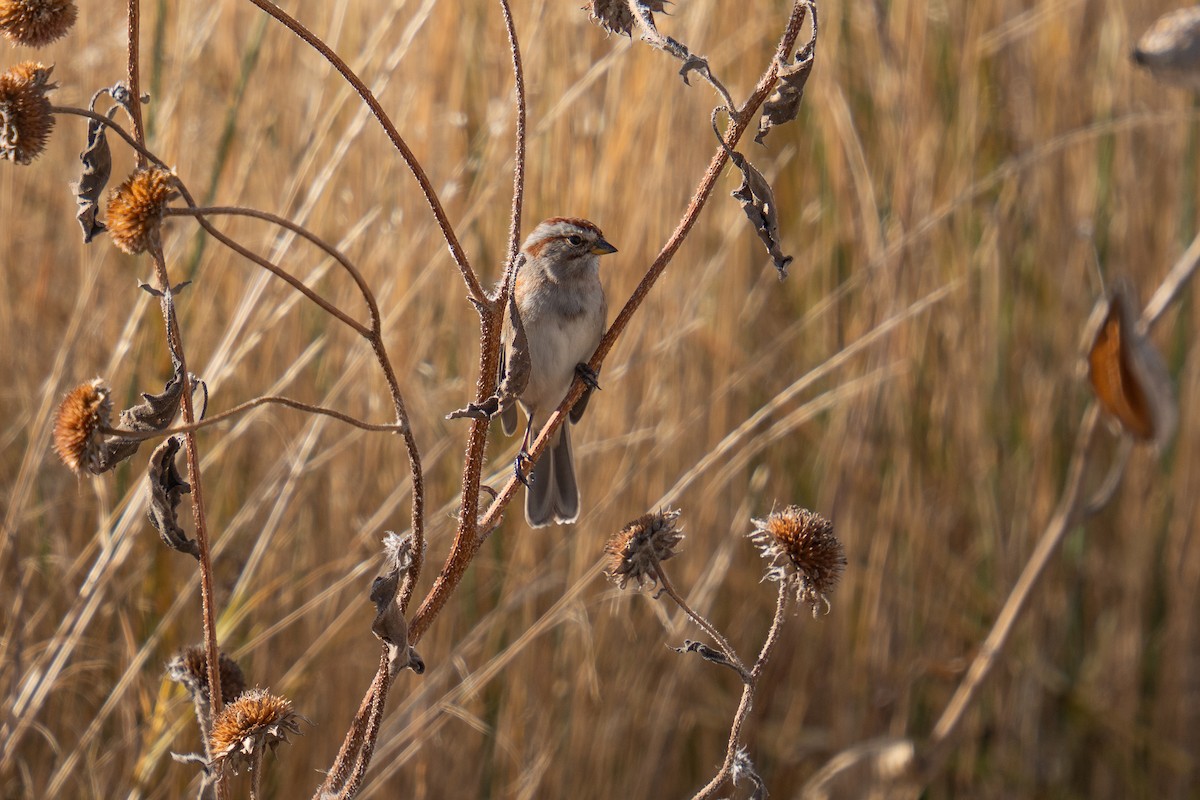 ムナフヒメドリ - ML644547411