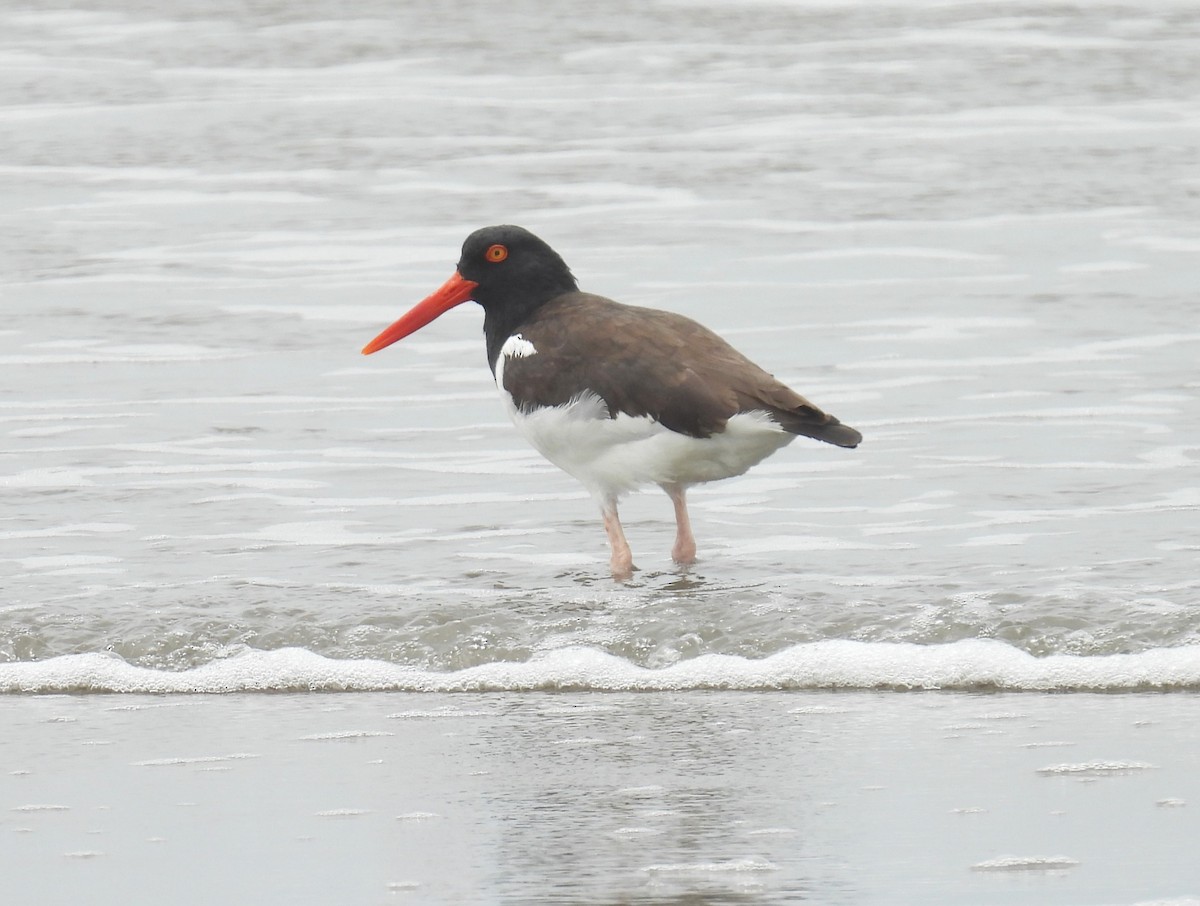 amerikatjeld - ML644547412