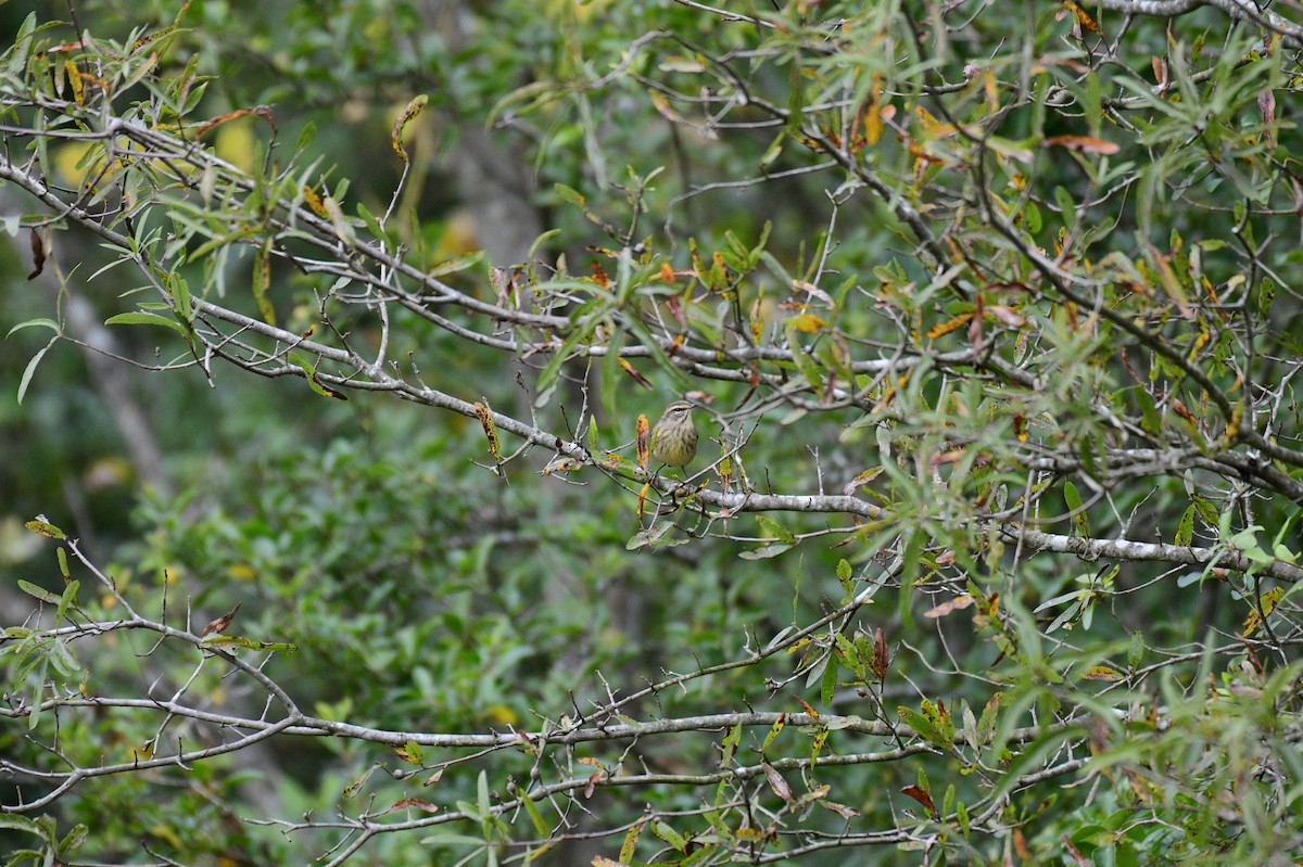 Palm Warbler - ML644547423