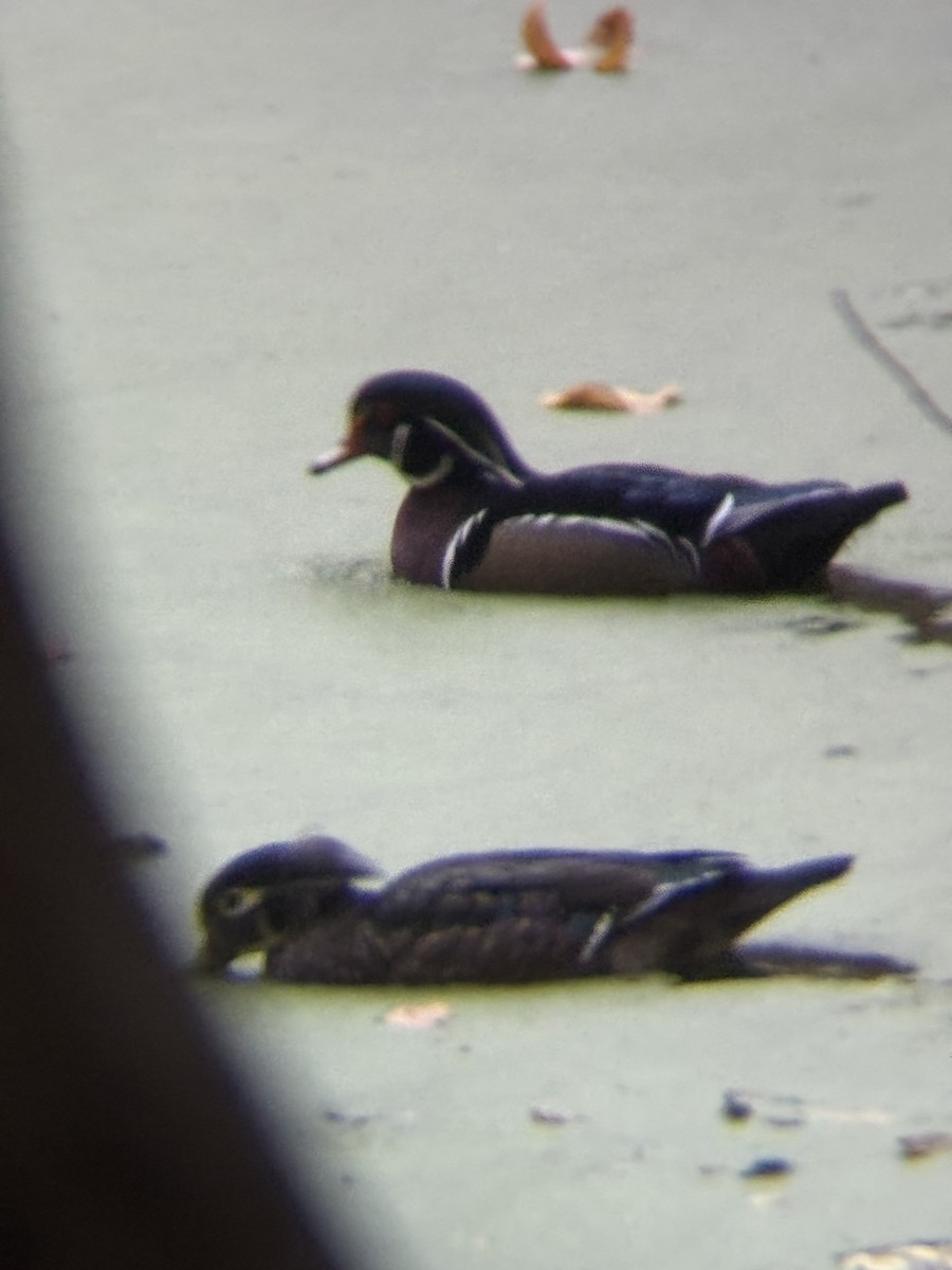 美洲鴛鴦 - ML644547424