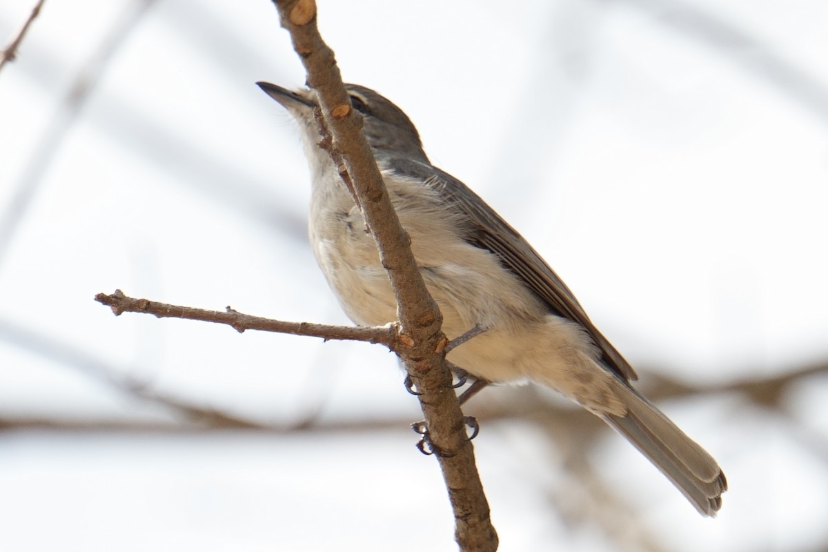 Ashy Flycatcher - ML644547428