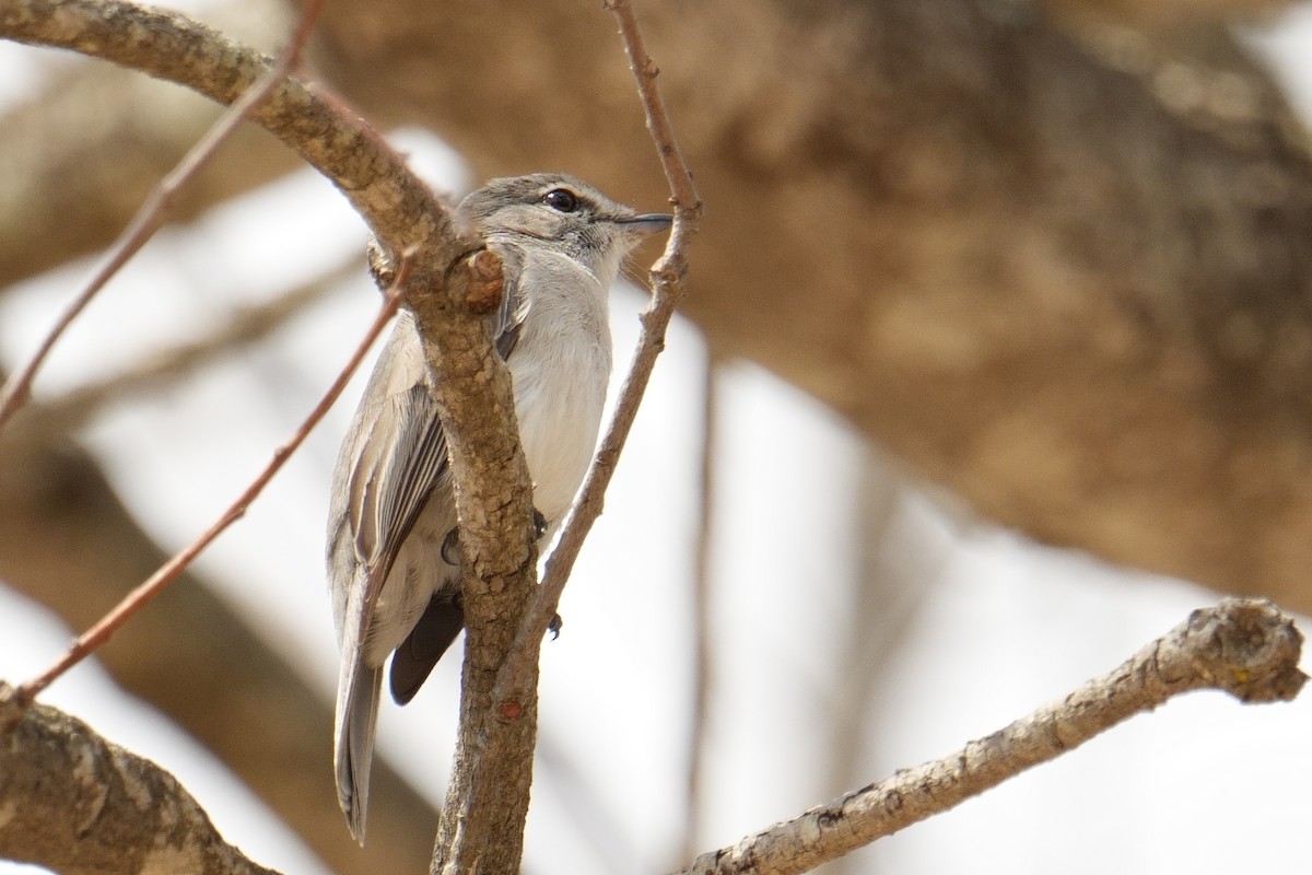 Ashy Flycatcher - ML644547429