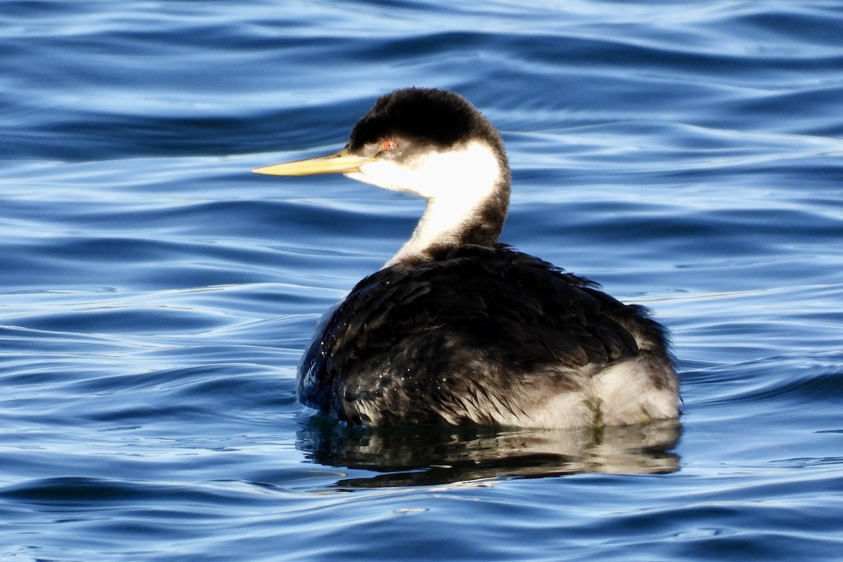 Western Grebe - ML644547431