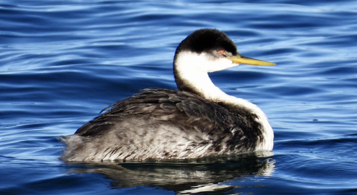 Western Grebe - ML644547432
