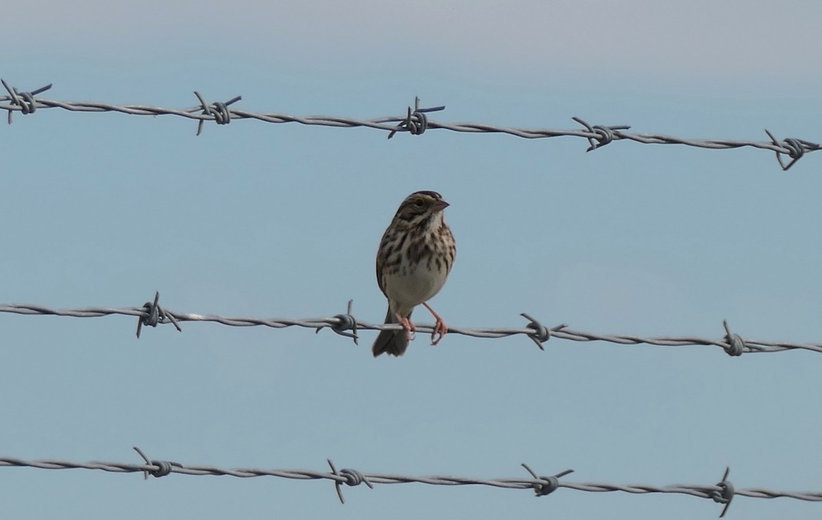 稀樹草鵐 - ML644547433