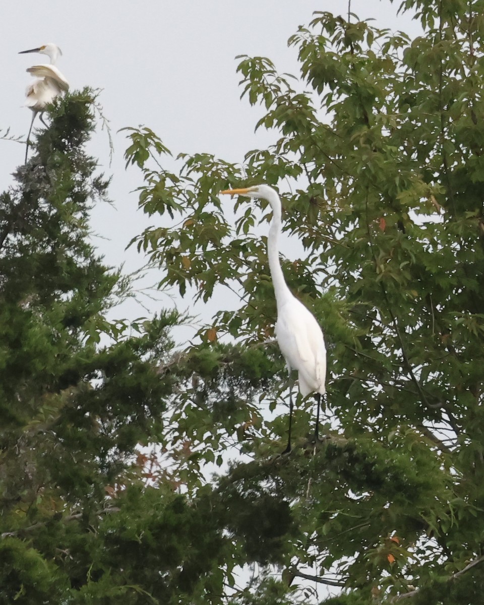 volavka bílá - ML644547434